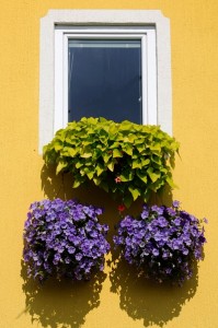 okno z kwiatami